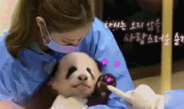 爆料熊猫事件视频大全最新,视频大全背后的惊人真相